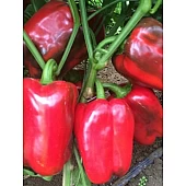 Перец Сладкий Клерени 