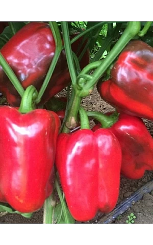 Перец Сладкий Клерени 