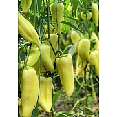 Перец Сладкий Немезис 