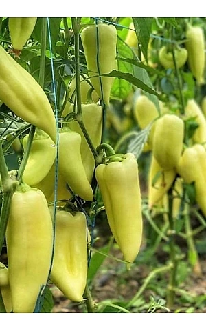 Перец Сладкий Немезис 