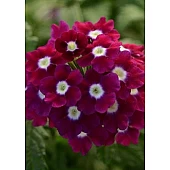 Вербена Обсешн F1 Бургунди Виз Ай (Obsession F1 Burgundy With Eye)