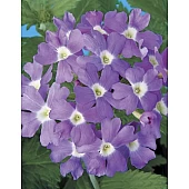 Вербена Обсешн F1 Лайт Блю Виз Ай (Obsession F1 Light Blue With Eye)