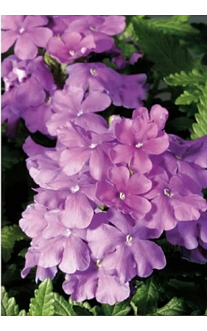 Вербена Обсешн F1 Лилак (Obsession F1 Lilac)