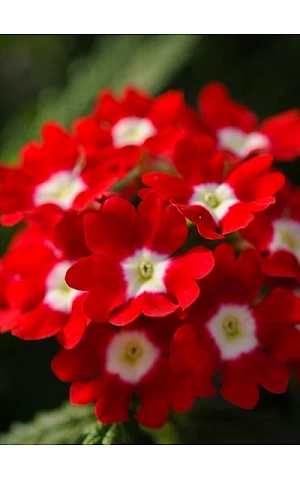 Вербена Обсешн F1 Ред Віз Ай (Obsession F1 Red With Eye)