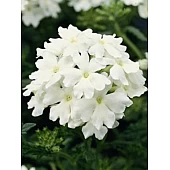 Вербена Обсешн F1 Уайт (Obsession F1 White)