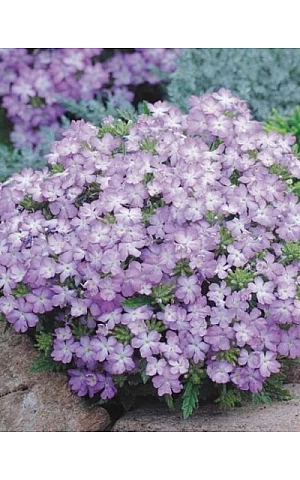 Вербена Тускані F1 Лавандер Пікоті (Tuscany F1 Lavander Picotee)