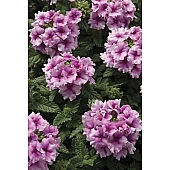 Вербена Тускани F1 Орхид Фрост (Tuscany F1 Orchid Frost)
