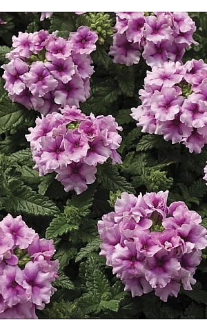 Вербена Тускані F1 Орхід Фрост (Tuscany F1 Orchid Frost)