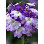 Вербена Тускани F1 Твистер Пурпл Шейдс (Tuscany F1 Twister Purple Shades)