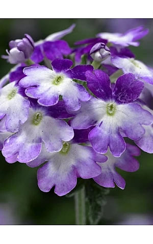 Вербена Тускані F1 Твістер Пурпл Шейдс (Tuscany F1 Twister Purple Shades)