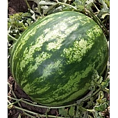 Арбуз KS 165 F1  Kitano Seeds