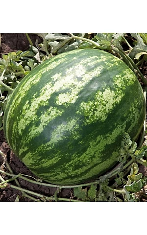 Кавун KS 165 F1  Kitano Seeds