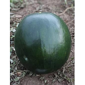 Кавун KS 160 F1  Kitano Seeds