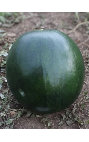 Кавун KS 160 F1  Kitano Seeds