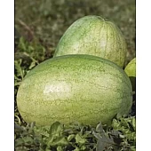 Арбуз KS 1819 F1  Kitano Seeds