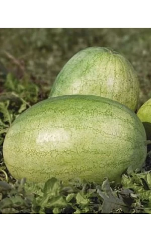 Кавун KS 1819 F1  Kitano Seeds