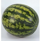 Арбуз KS 633 F1  Kitano Seeds