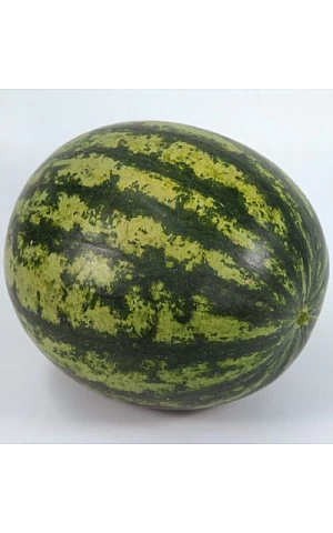 Кавун KS 633 F1  Kitano Seeds