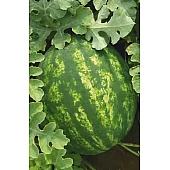 Арбуз KS 635 F1  Kitano Seeds