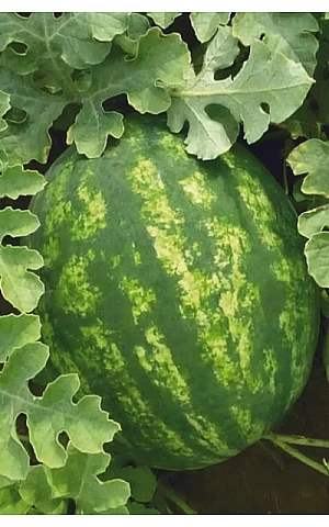 Кавун KS 635 F1  Kitano Seeds
