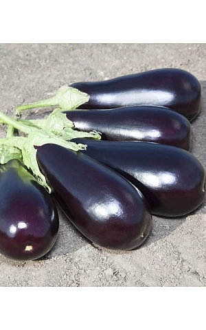 Баклажан Прадо F1  Kitano Seeds