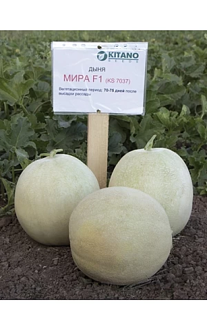 Диня Міра F1  Kitano Seeds