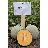 Диня KS 7084 F1  Kitano Seeds