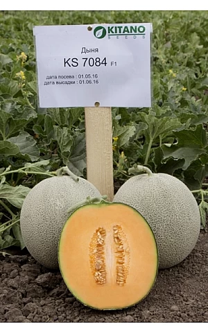 Диня KS 7084 F1  Kitano Seeds