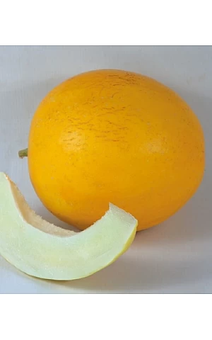 Диня KS 7066 F1  Kitano Seeds