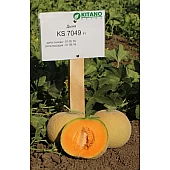 Дыня KS 7049 F1  Kitano Seeds