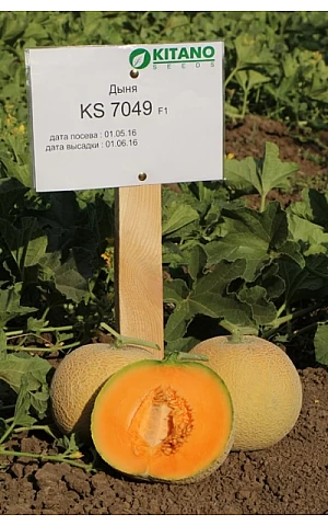 Диня KS 7049 F1  Kitano Seeds