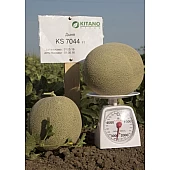 Диня KS 7044 F1  Kitano Seeds