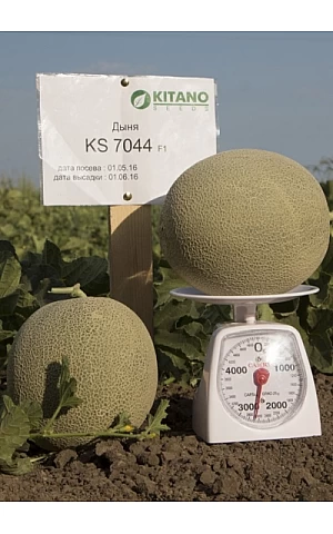 Диня KS 7044 F1  Kitano Seeds