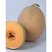 Семена Дыни KS 6147 F1  Kitano Seeds
