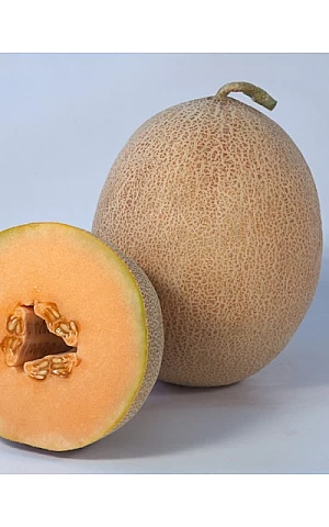 Насіння Дині  KS 6147 F1  Kitano Seeds