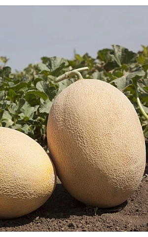 Диня KS 6191 F1 Орігинальна упаковка Kitano Seeds