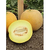  Семена Дыни KS 517 F1  Kitano Seeds