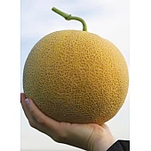 Семена Дыни KS 33 F1  Kitano Seeds