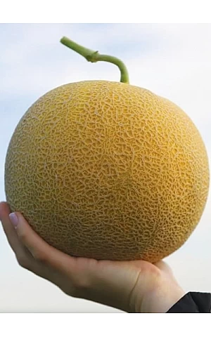  Насіння Дині KS 33 F1  Kitano Seeds 