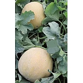 Диня KS 810 F1  Kitano Seeds