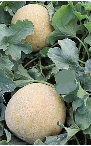 Диня KS 810 F1  Kitano Seeds