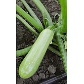 Кабачок KS 2446 F1  Kitano Seeds