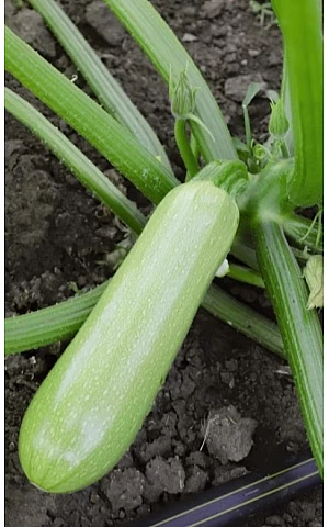 Кабачок KS 2446 F1  Kitano Seeds