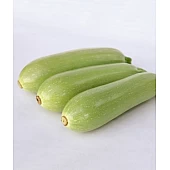 Кабачок KS 1241 F1  Kitano Seeds