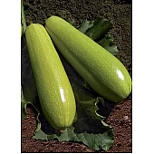 Кабачок KS 3714 F1  Kitano Seeds