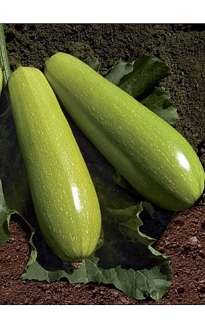 Кабачок KS 3714 F1  Kitano Seeds