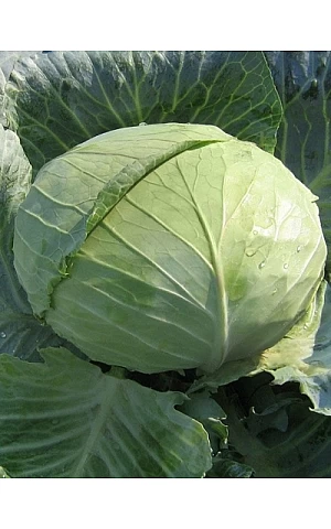 Капуста Белокочанная Наоми F1  Kitano Seeds