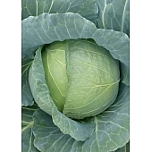 Капуста Белокочанная Хонка F1  Kitano Seeds