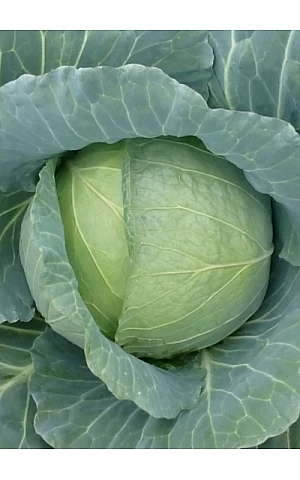 Капуста Білокачанна Хонка F1  Kitano Seeds