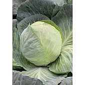 Капуста Белокочанная KS 60 F1  Kitano Seeds